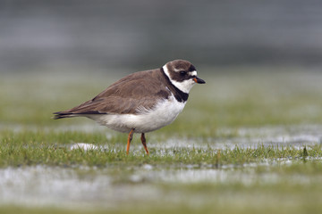 Semipalmated plover, Charadrius semipalmatus,