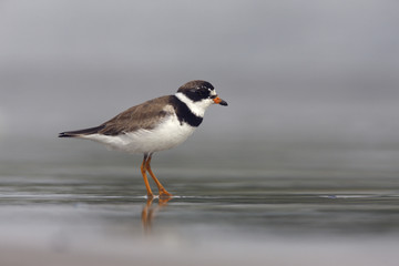 Semipalmated plover, Charadrius semipalmatus,