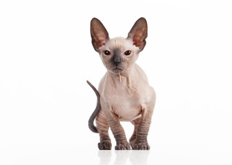 Don sphynx kitten on white background