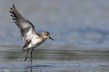 Semipalmated sandpiper, Calidris pusilla