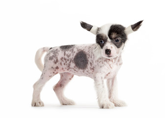 Chinese crested dog puppy on white background