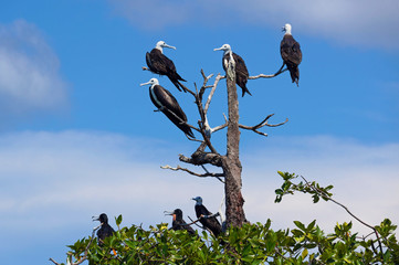 Frigatebirds on tree