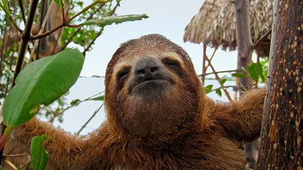 Sloth funny face © dam