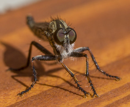 robberfly posing
