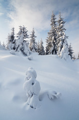 Obraz na płótnie Canvas Small trees in the snow