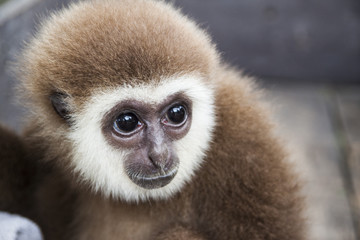 Baby monkey with scared eyes