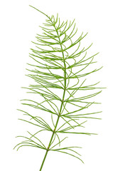 Equisetum arvense plant