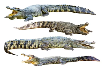 Selbstklebende Fototapete Krokodil Sammlung von Süßwasserkrokodil isoliert auf weißem Hintergrund