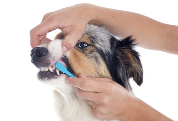 australian shepherd and toothbrush