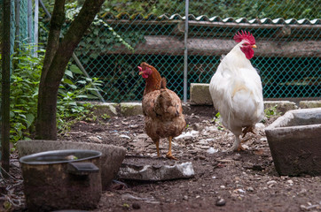 gallina