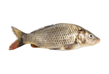 Fototapeta premium fish isolated on a white background