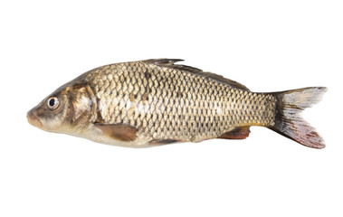 fish isolated on a white background