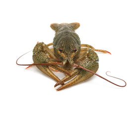 live crayfish on a white background