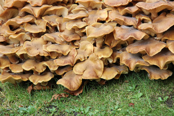 Group of mushrooms