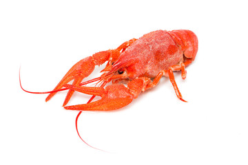 Hot boiled crayfish on white background