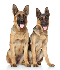 German Shepherd dogs on white background