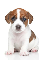 Jack Russell puppy