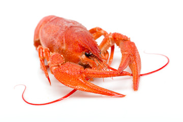 Hot boiled crayfish on white background
