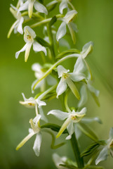 Wild orchids (Platanthera chlorantha)