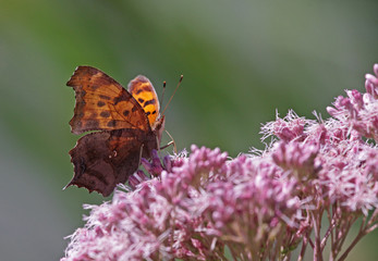 Feeding Question Mark Butterfly
