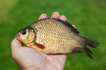 Large freshwater fish crucian in the hand