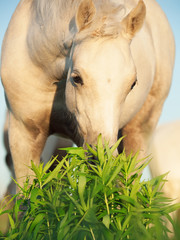 Naklejka premium portrait of cream welsh pony foal.