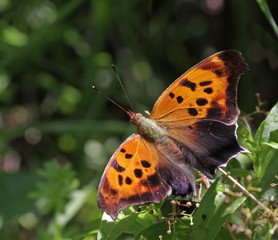 Question Mark Butterfly Dorsal View