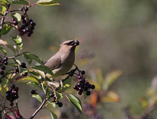 Cedar Waxwing Eating Nannyberry Fruit
