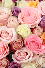 Mixed pastel roses