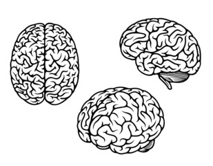 Human brain in three planes - obrazy, fototapety, plakaty