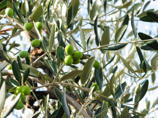 Obraz na płótnie Canvas Olive verdi sull'albero prima di essere colte