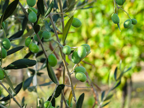 Olive verdi sull'albero prima di essere colte