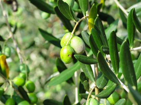 Olive verdi sull'albero prima di essere colte