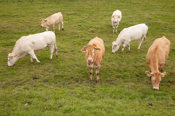 white and brown cows in dutch meadow