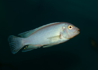 fish in the aquarium