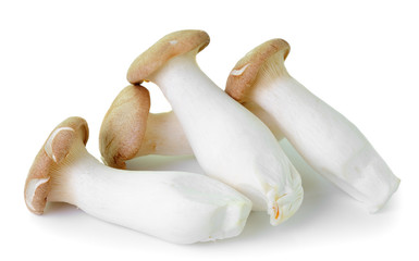 mushrooms on white background