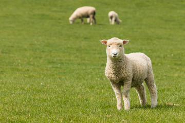 Naklejka na ściany i meble curious lamb on green grass