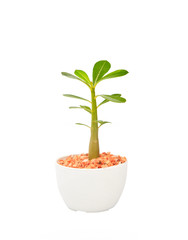 cactus tree plant  with green leaves in white pot