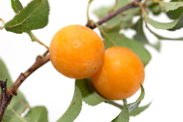 yellow plum on a white background
