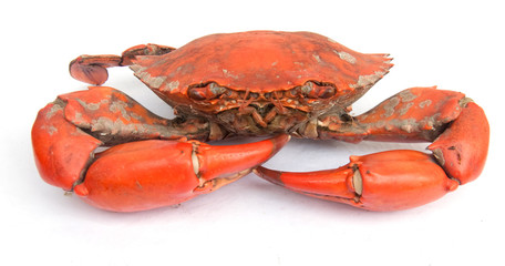 Big crab