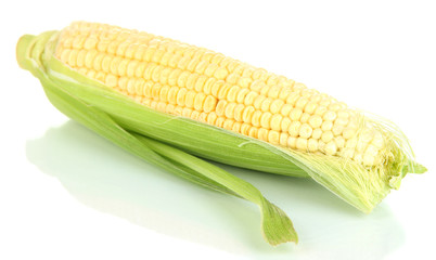 Fresh corn vegetable isolated on white