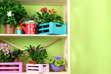 Beautiful flowers in pots on wooden shelves in room