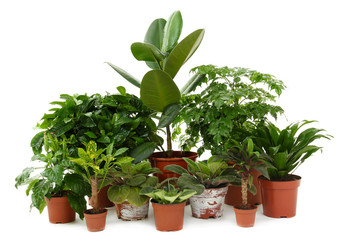 Beautiful flowers in pots isolated on white