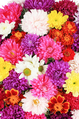 Beautiful bouquet of chrysanthemums close-up © Africa Studio