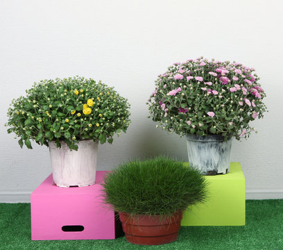 Fototapeta Flowers in pots with boxes on grass on grey background