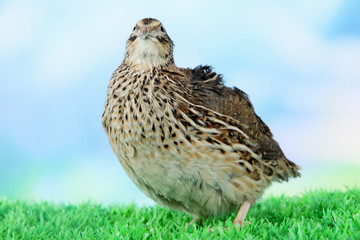 Young quail on grass on blue background