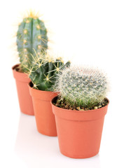 Collection of cactuses, isolated on white