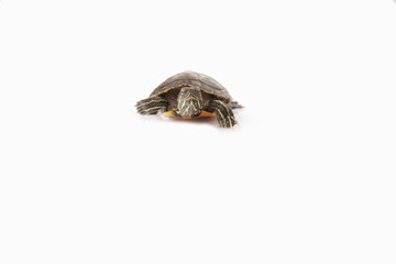 Turtle on the white background