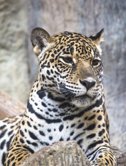 close up of a large Jaguar cat