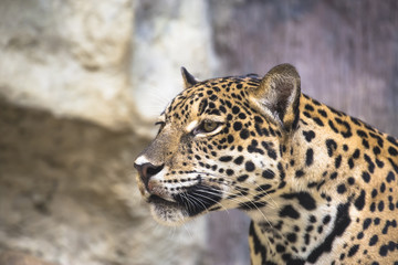 Fototapeta na wymiar zamknąć się z dużym Jaguar kota